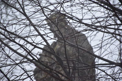 Close-up of bird perching on bare tree during winter