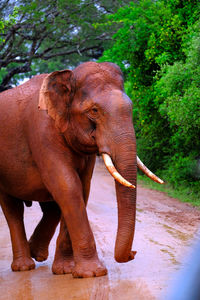 Indian elephant blocking the road in ellakanda national park,