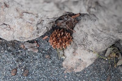 High angle view of leaf