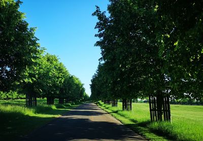 Empty road amidst trees against sky