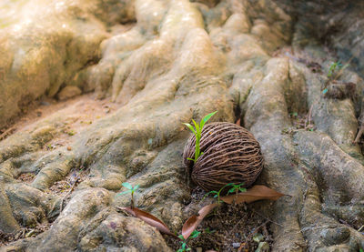 High angle view of shells on rock