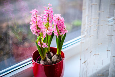 High angle view of potted plant