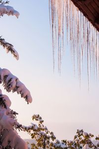 Low angle view of icicles against clear sky