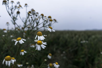 Close-up of yellow flowers blooming on field