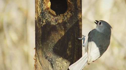 Bird perching on tree trunk