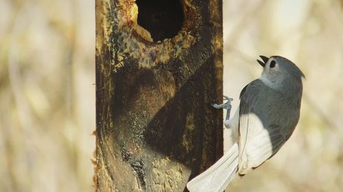 Rear view of titmouse perching on tree trunk