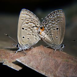 Close-up of butterfly