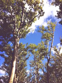 Low angle view of trees against sky