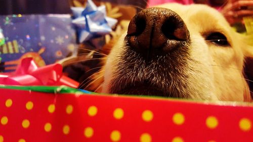 Close-up of dog amidst gifts at home