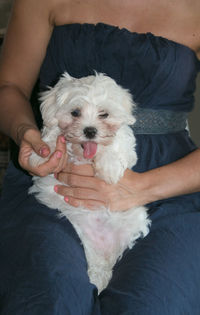 High angle view of woman holding dog