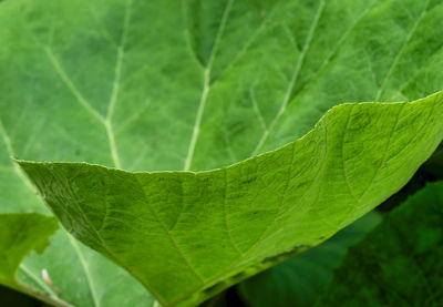 leaf
