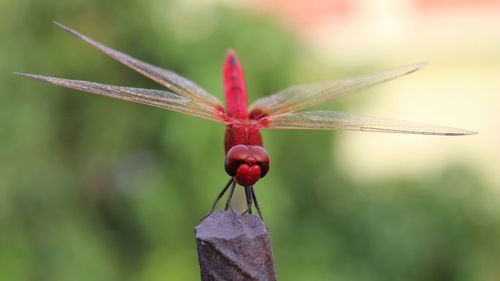 Close-up of insect on leaf