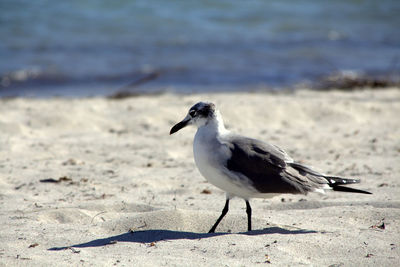 Close-up of seagull perching on sand at beach