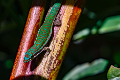 There are many lizards fallen into a pot of paint on the islands of the indian ocean