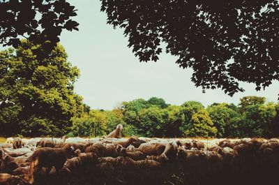 Cows grazing on field