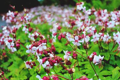 Close-up of pink flowers