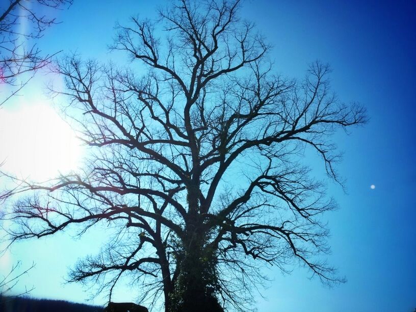 bare tree, tree, low angle view, blue, clear sky, branch, silhouette, tranquility, nature, beauty in nature, scenics, tranquil scene, sky, tree trunk, growth, outdoors, sunlight, no people, copy space, day