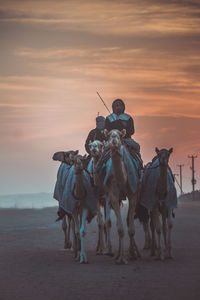 Men riding camels on land against sky during sunset