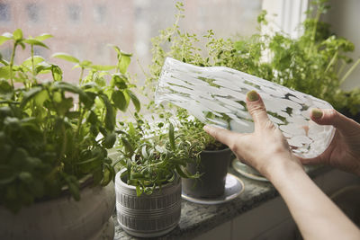 Woman watering herbs