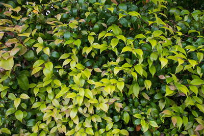 Full frame shot of plants