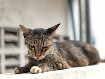 Close-up of a cat looking away