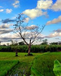 Bare tree on field against sky
