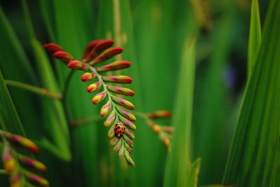 Close-up of plant