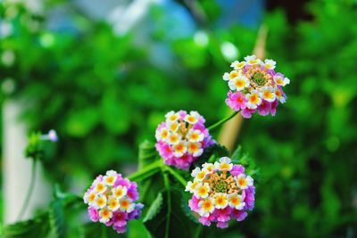 Close-up of pink flowers blooming outdoors