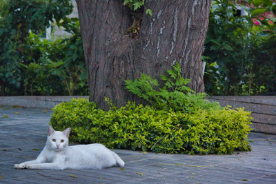 Portrait of a cat sitting on a tree