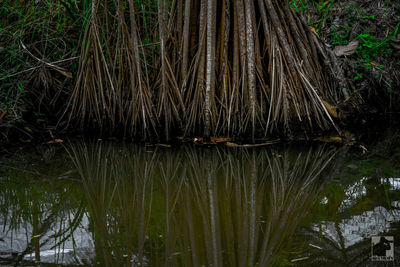 Scenic view of lake in forest