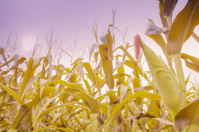 Close-up of stalks in field against clear sky