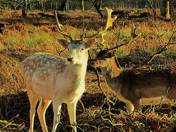 Deer standing on field