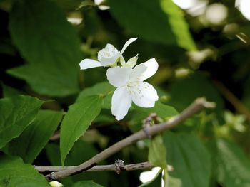 Close-up of white flowers blooming on tree