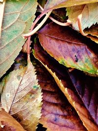 Close-up of autumn leaves