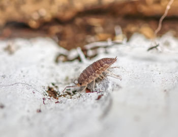 Close-up of insect on rock