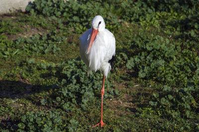 Bird standing in a water