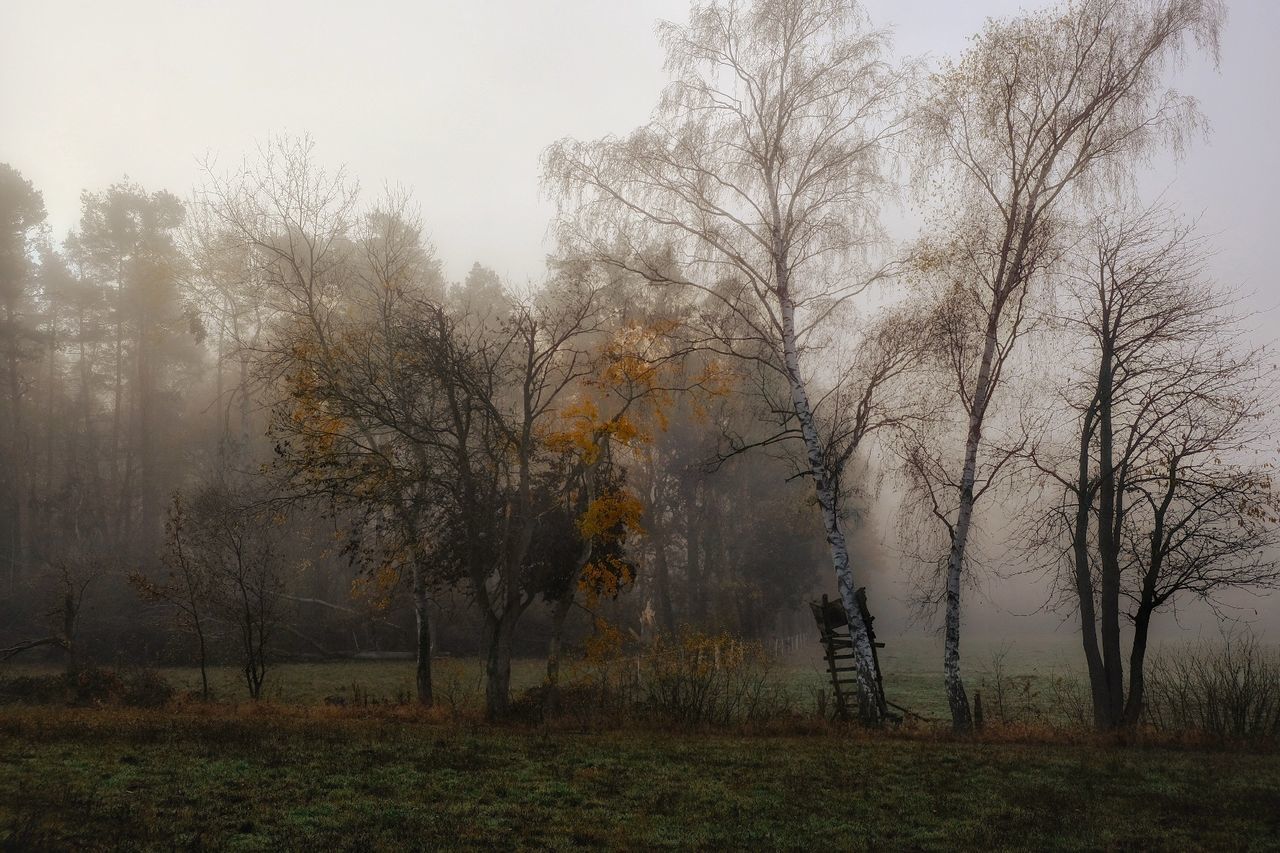 tree, plant, land, fog, forest, nature, tranquility, sky, field, environment, landscape, beauty in nature, tranquil scene, bare tree, no people, tree trunk, trunk, outdoors, woodland, change, hazy, fall