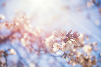 Close-up of pink cherry blossoms