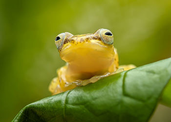 Golden buble nest tree frog philautus vittiger