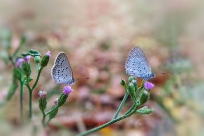 Close-up of butterfly on plant