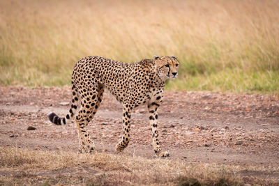 Cheetah walking on field