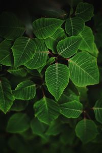 Close-up of green leaves