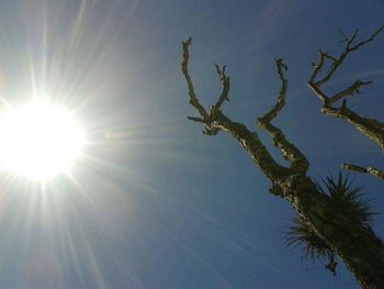 Low angle view of tree against sky