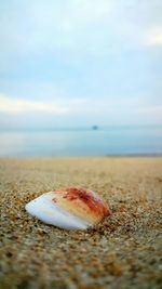 Surface level of calm beach