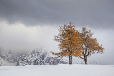 Bare tree on snow covered field against sky during winter