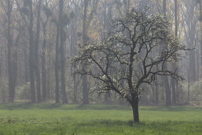 View of tree in forest