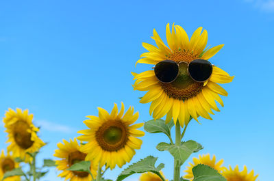 Sunflower wearing sunglasses in sunflower field on summer with blue sky at lop buri 