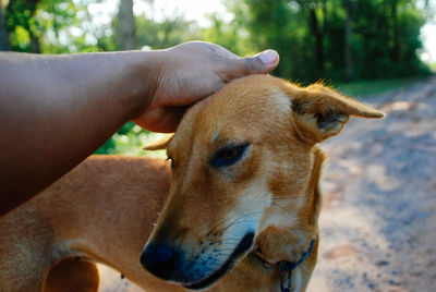 Close-up of dog