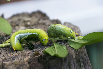 Close-up of insect on leaf