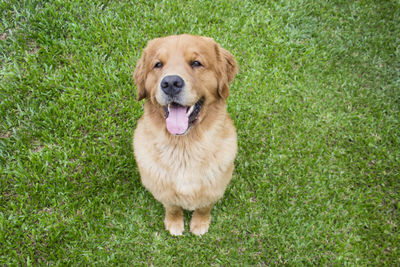 Portrait of dog sitting on grass